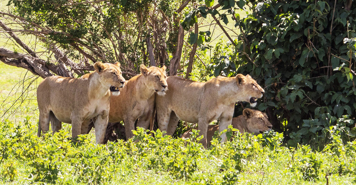 Safari en Ouganda