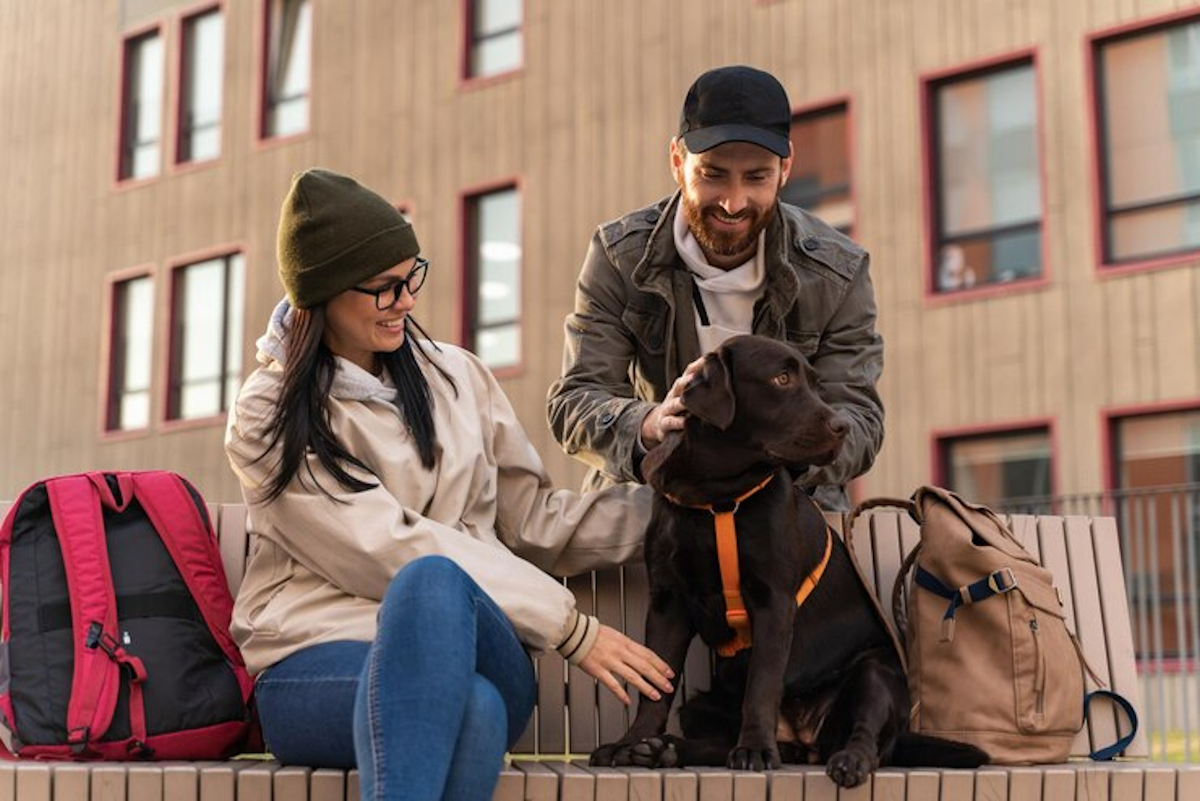 Voyage avec chien