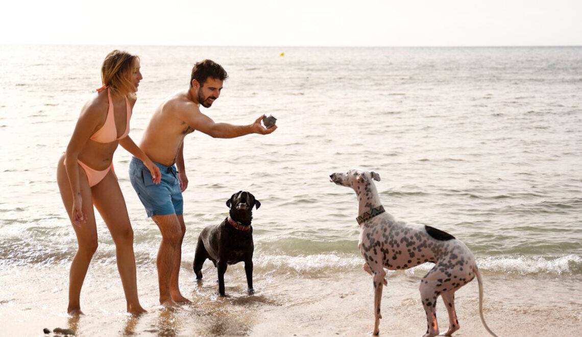 plages françaises chien